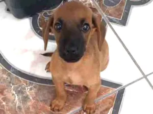 Cachorro raça Sem raça definida idade 2 a 6 meses nome Sem nome