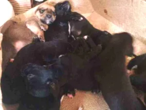 Cachorro raça Vira -lata com rottweiler idade Abaixo de 2 meses nome Sem nome (filhotes)