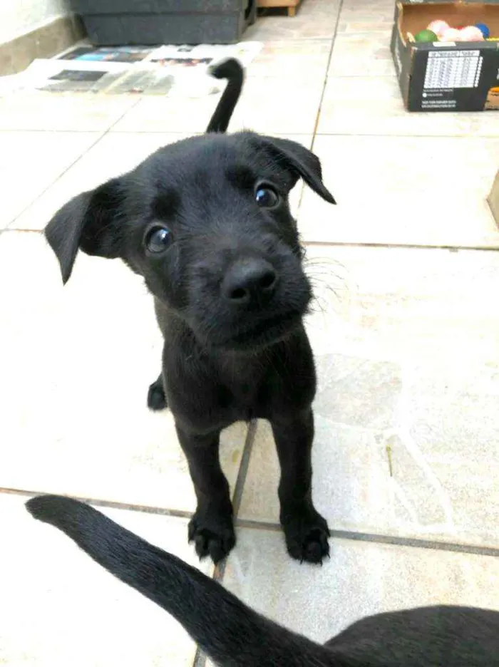 Cachorro raça  idade Abaixo de 2 meses nome Filhotes Anelly 