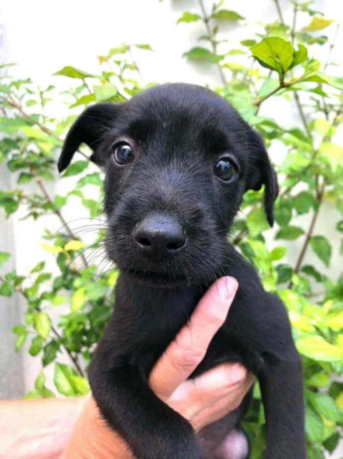 Cachorro raça  idade Abaixo de 2 meses nome Filhotes Anelly 