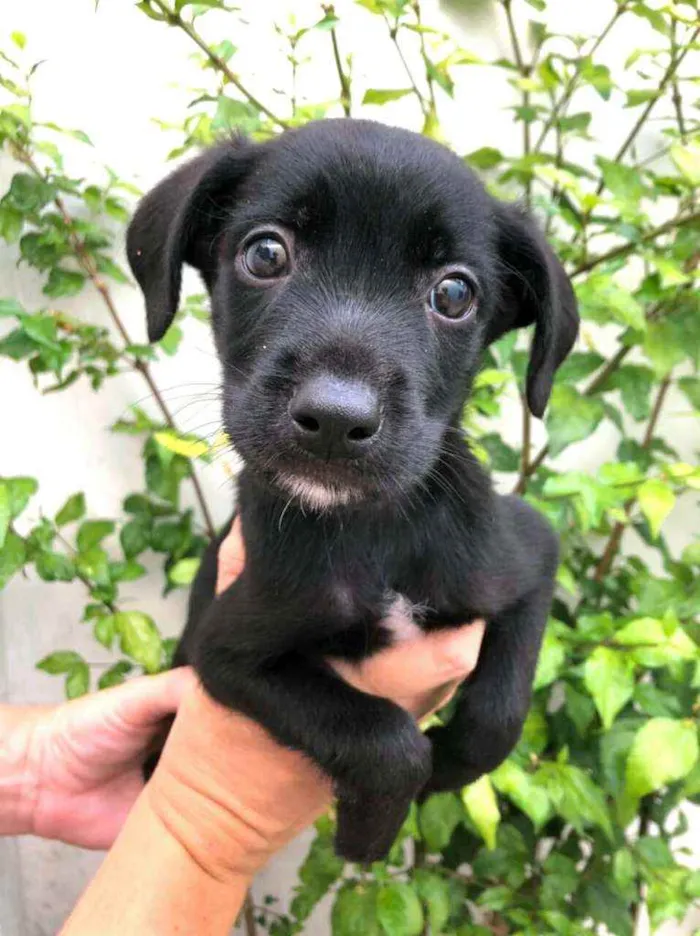 Cachorro raça  idade Abaixo de 2 meses nome Filhotes Anelly 