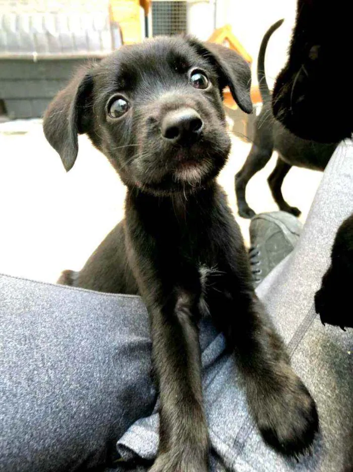 Cachorro raça  idade Abaixo de 2 meses nome Filhotes Anelly 