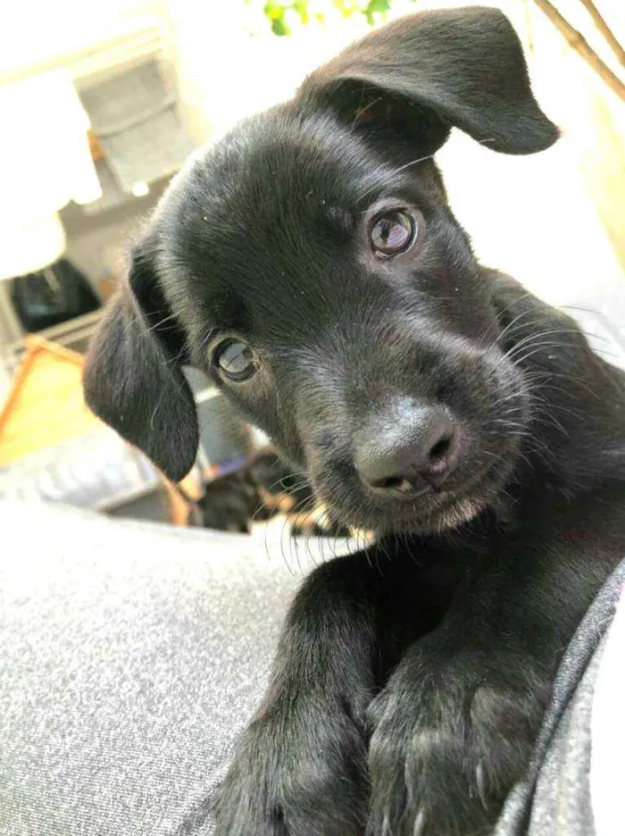 Cachorro raça  idade Abaixo de 2 meses nome Filhotes Anelly 