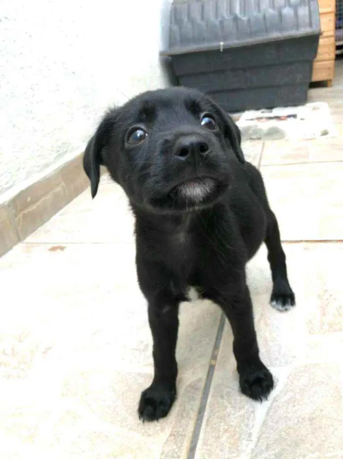 Cachorro raça  idade Abaixo de 2 meses nome Filhotes Anelly 