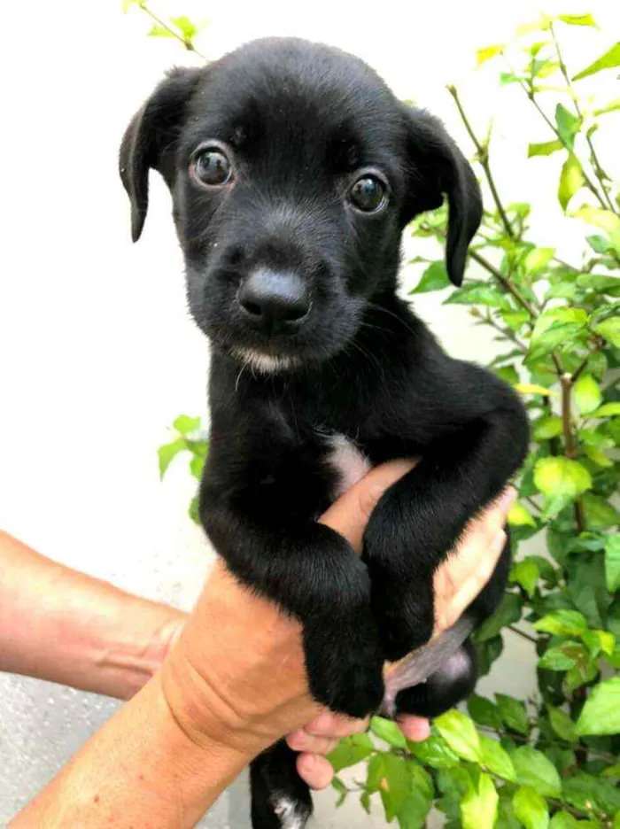 Cachorro raça  idade Abaixo de 2 meses nome Filhotes Anelly 