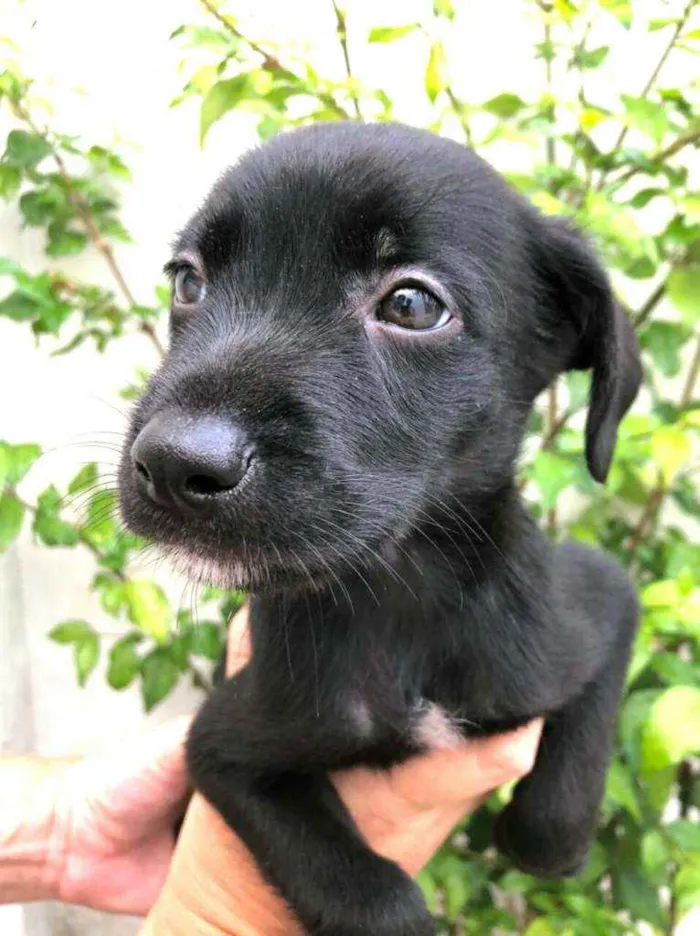 Cachorro raça  idade Abaixo de 2 meses nome Filhotes Anelly 