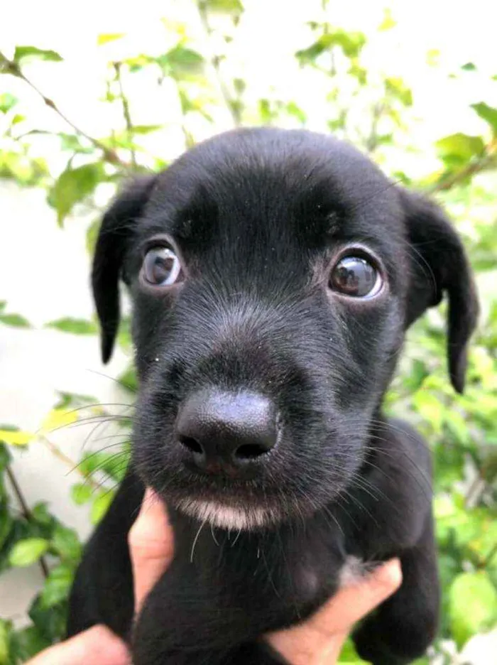 Cachorro raça  idade Abaixo de 2 meses nome Filhotes Anelly 