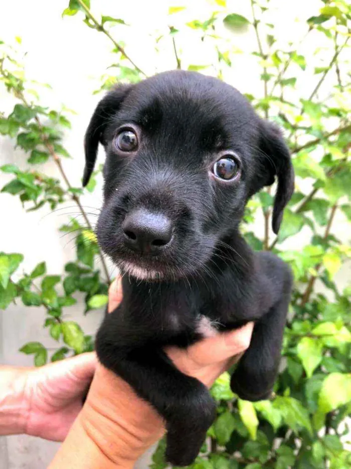 Cachorro raça  idade Abaixo de 2 meses nome Filhotes Anelly 