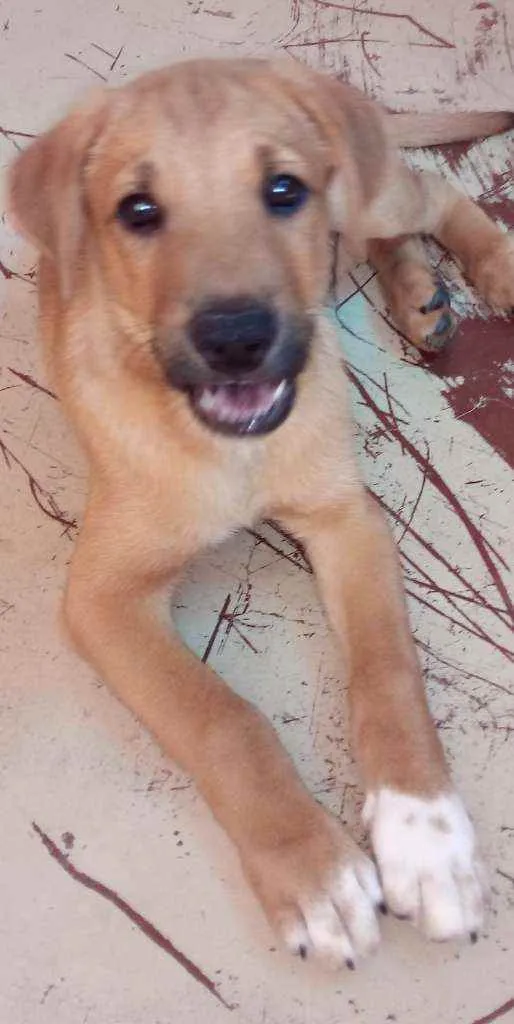 Cachorro raça Sem raça definida idade 2 a 6 meses nome Luvinha