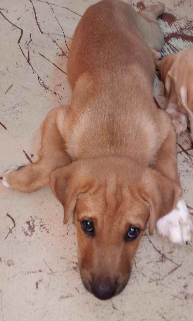 Cachorro raça Sem raça definida idade 2 a 6 meses nome Luvinha