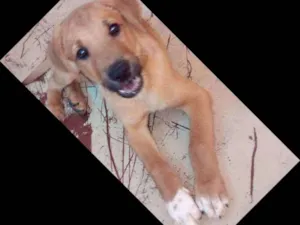 Cachorro raça Sem raça definida idade 2 a 6 meses nome Luvinha