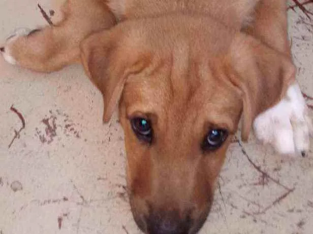 Cachorro raça Sem raça definida idade 2 a 6 meses nome Luvinha