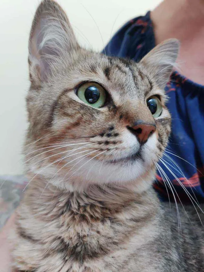 Gato raça Srd idade 1 ano nome Lion