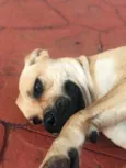 Laika 