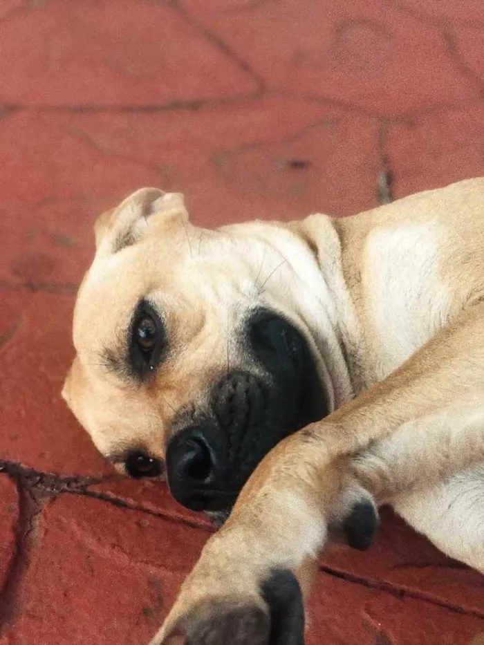 Cachorro ra a Acho que pode ser box, mas não idade 1 ano nome Laika 