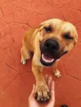 Laika 