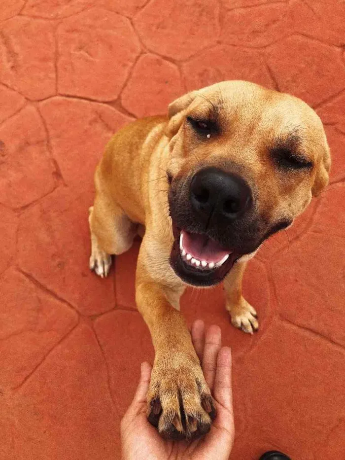 Cachorro ra a Acho que pode ser box, mas não idade 1 ano nome Laika 