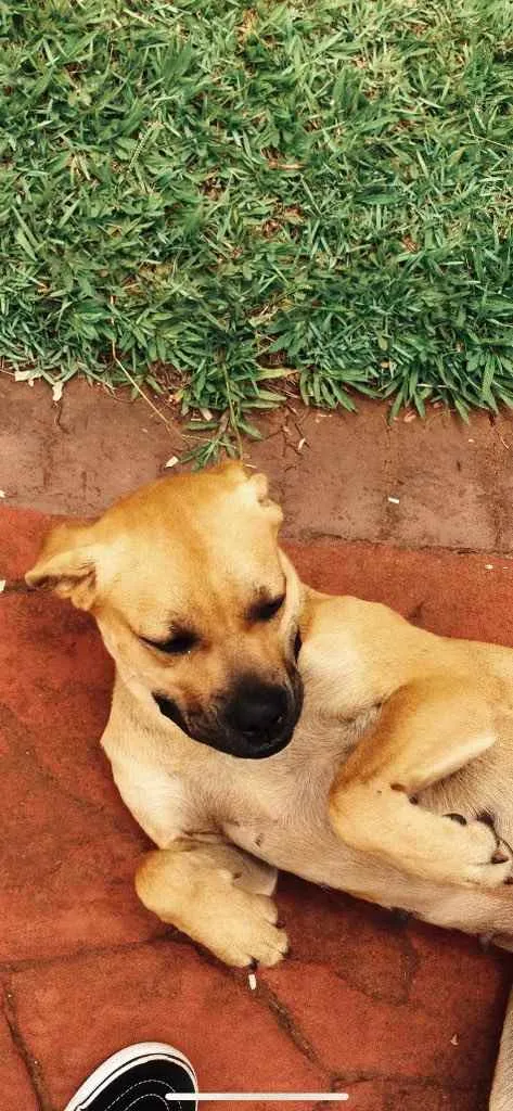 Cachorro ra a Acho que pode ser box, mas não idade 1 ano nome Laika 