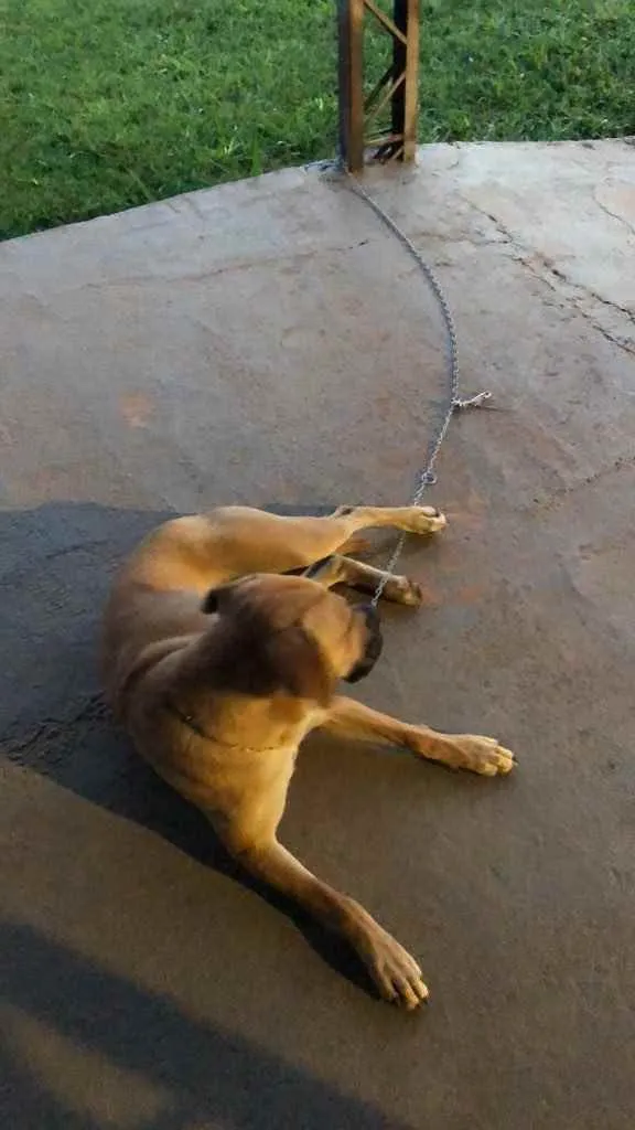 Cachorro ra a Acho que pode ser box, mas não idade 1 ano nome Laika 
