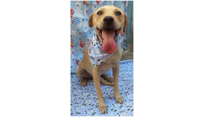 Cachorro ra a SRD idade 1 ano nome Luca