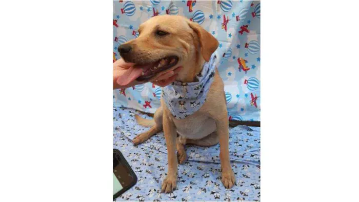 Cachorro ra a SRD idade 1 ano nome Luca