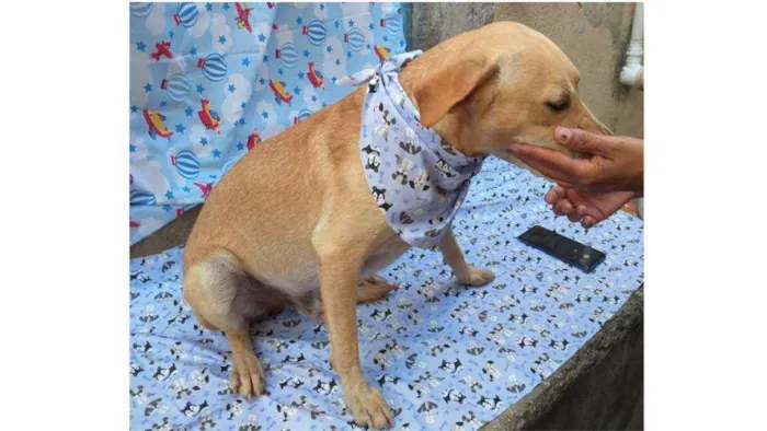 Cachorro ra a SRD idade 1 ano nome Luca