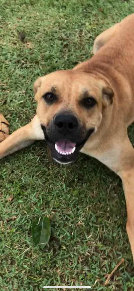 Cachorro ra a Acho que pode ser box, mas não idade 1 ano nome Laika 