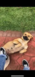Laika 