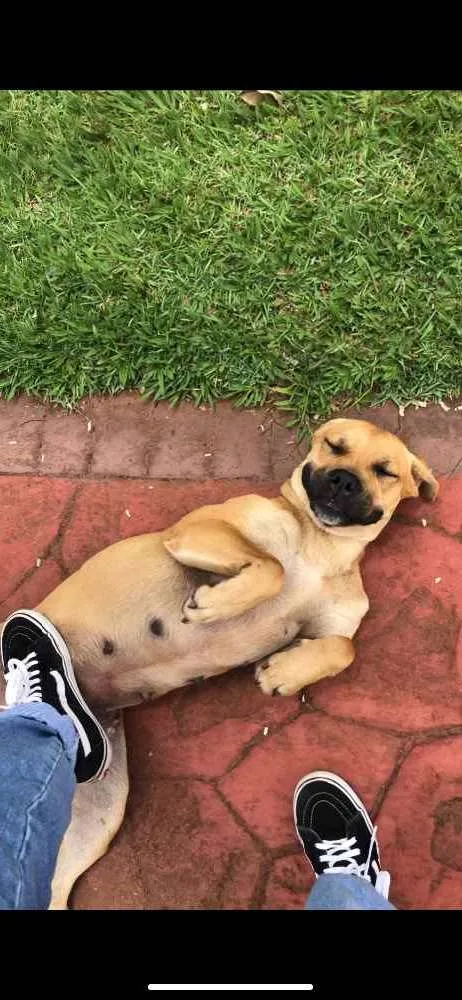 Cachorro ra a Acho que pode ser box, mas não idade 1 ano nome Laika 