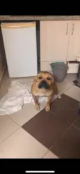 Laika 