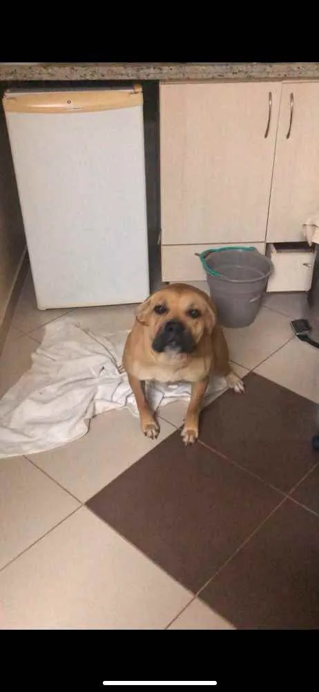 Cachorro ra a Acho que pode ser box, mas não idade 1 ano nome Laika 