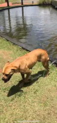 Laika 