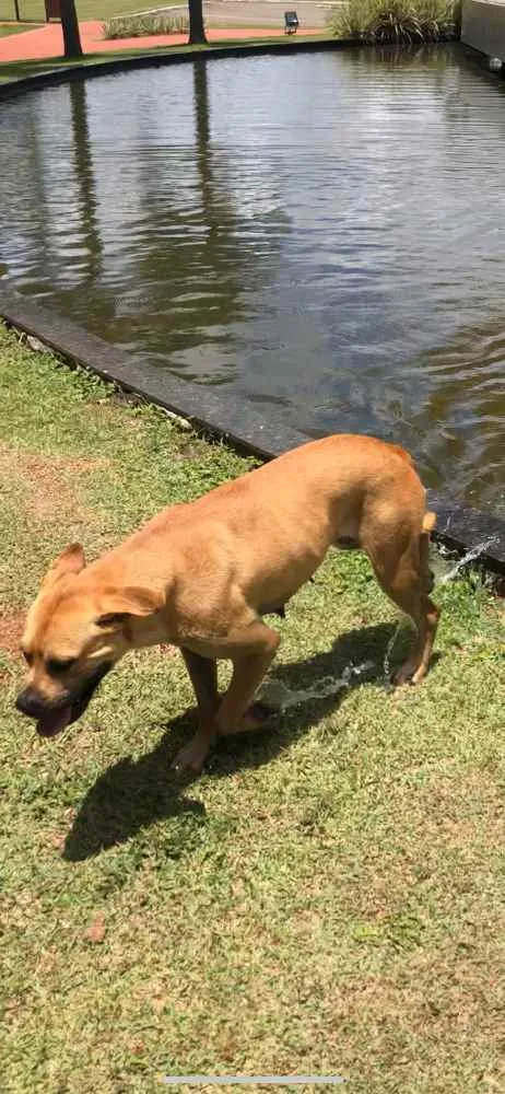 Cachorro ra a Acho que pode ser box, mas não idade 1 ano nome Laika 