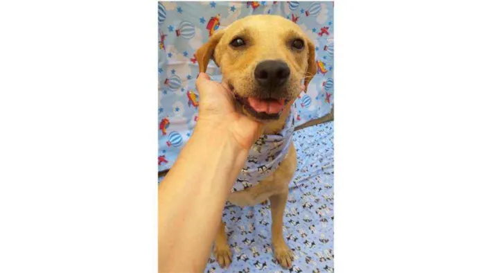 Cachorro ra a SRD idade 1 ano nome Luca