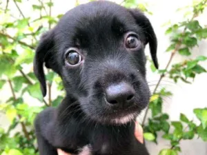 Cachorro raça  idade Abaixo de 2 meses nome Filhotes Anelly 