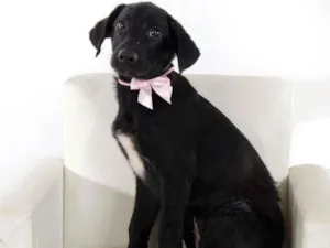 Cachorro raça SRD-ViraLata idade 2 a 6 meses nome Belinha
