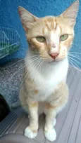 Loirinho