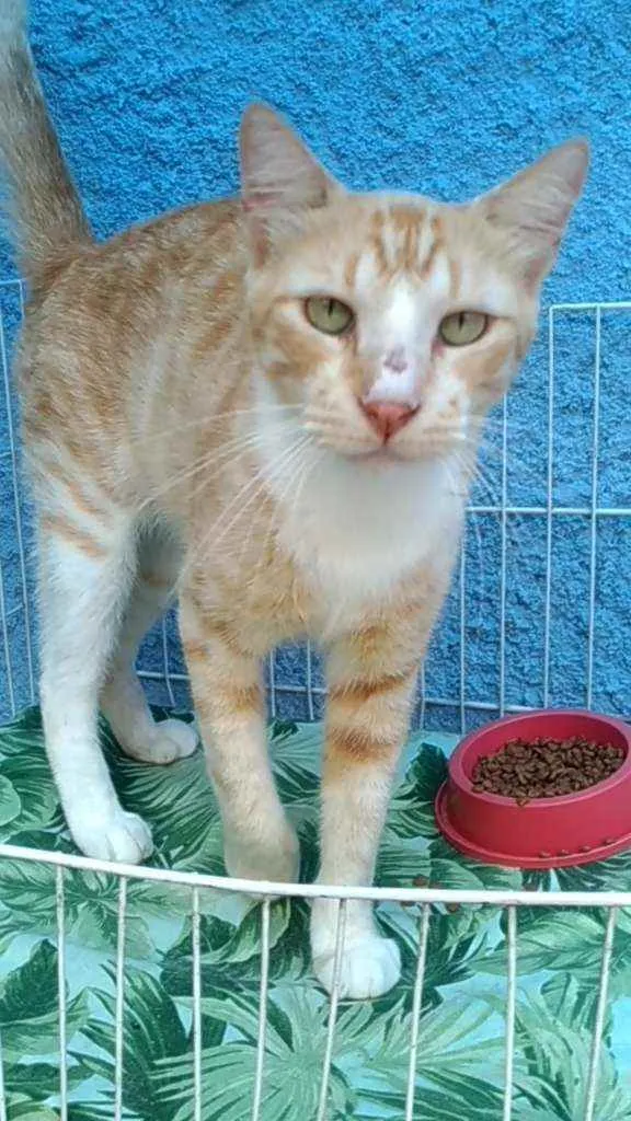Gato ra a Srd idade 1 ano nome Loirinho