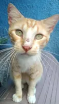 Loirinho