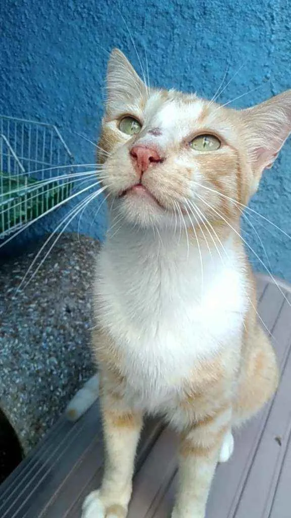 Gato ra a Srd idade 1 ano nome Loirinho