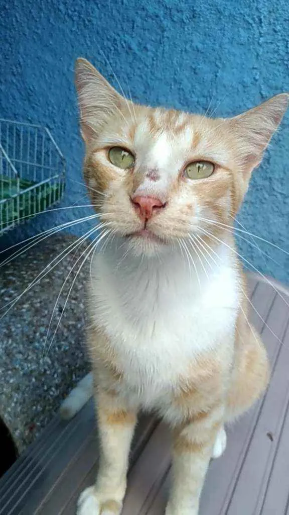 Gato ra a Srd idade 1 ano nome Loirinho