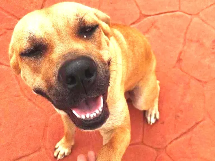 Cachorro ra a Acho que pode ser box, mas não idade 1 ano nome Laika 