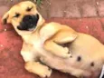 Laika 