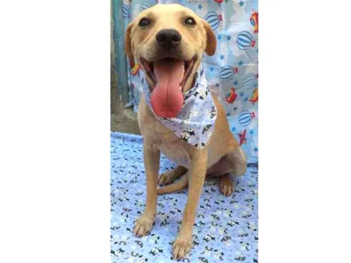 Cachorro ra a SRD idade 1 ano nome Luca