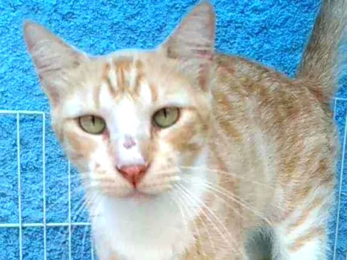 Gato ra a Srd idade 1 ano nome Loirinho