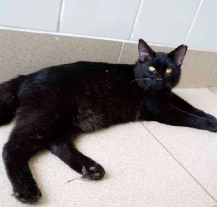 Gato raça Vira lata  idade 1 ano nome Lee