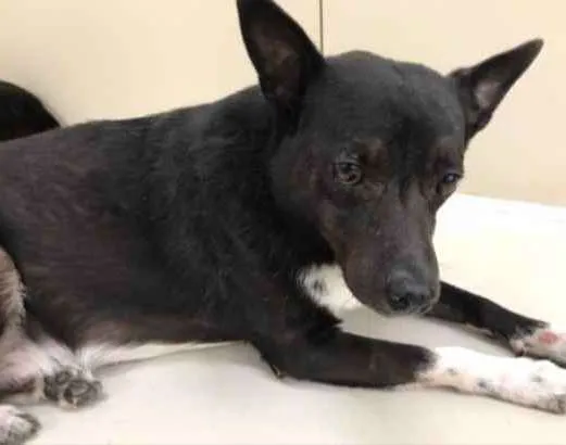 Cachorro raça Vira lata  idade 6 ou mais anos nome Domini 