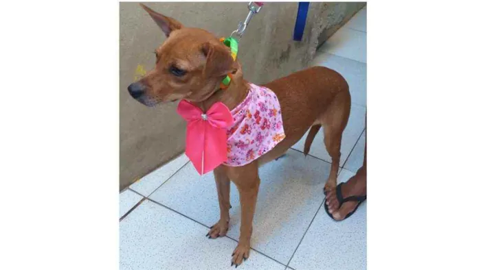 Cachorro ra a SRD idade 1 ano nome Lucila