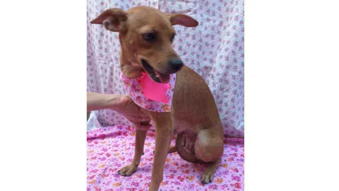 Cachorro ra a SRD idade 1 ano nome Lucila