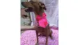 Lucila